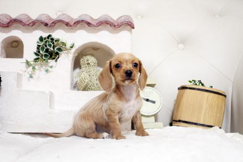 成約済の佐賀県のカニンヘンダックスフンド(ワイヤーヘアード)-131269の1枚目