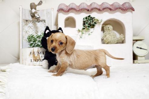 成約済の佐賀県のカニンヘンダックスフンド(ワイヤーヘアード)-131269の4枚目