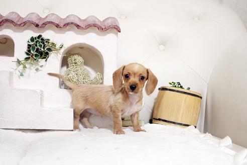 成約済の佐賀県のカニンヘンダックスフンド(ワイヤーヘアード)-131269の3枚目