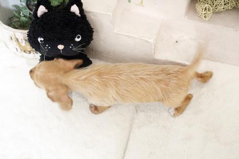 成約済の佐賀県のカニンヘンダックスフンド(ワイヤーヘアード)-131269の2枚目