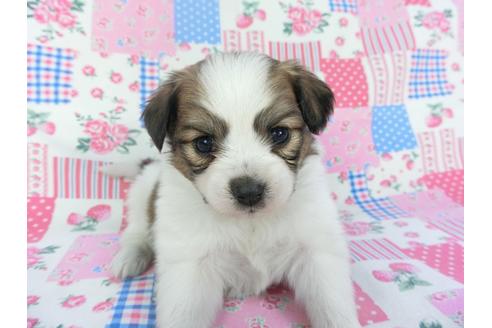成約済の千葉県のパピヨン-131274の1枚目