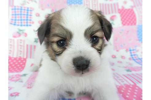 成約済の千葉県のパピヨン-131274の4枚目