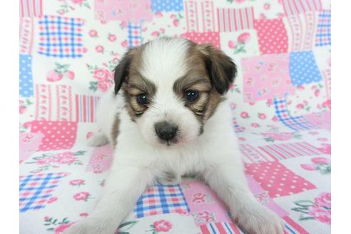成約済の千葉県のパピヨン-131274の3枚目