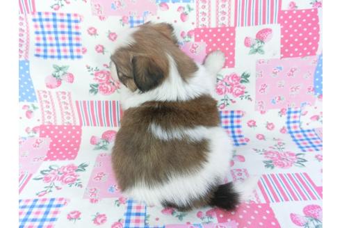 成約済の千葉県のパピヨン-131274の2枚目