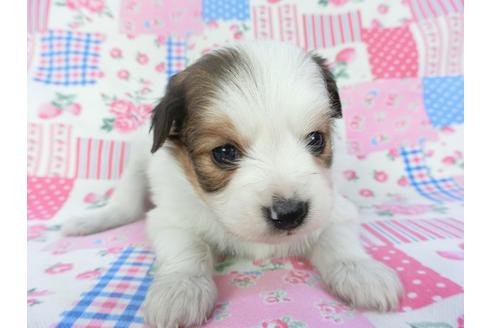 成約済の千葉県のパピヨン-131276