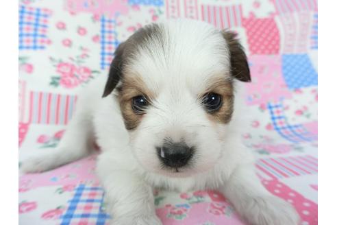 成約済の千葉県のパピヨン-131276の3枚目