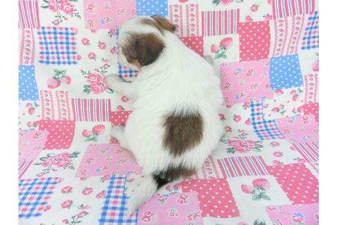 成約済の千葉県のパピヨン-131276の2枚目