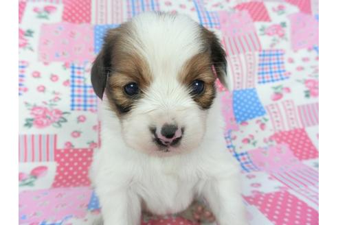 成約済の千葉県のパピヨン-131279