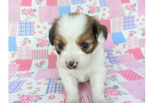 成約済の千葉県のパピヨン-131279の4枚目