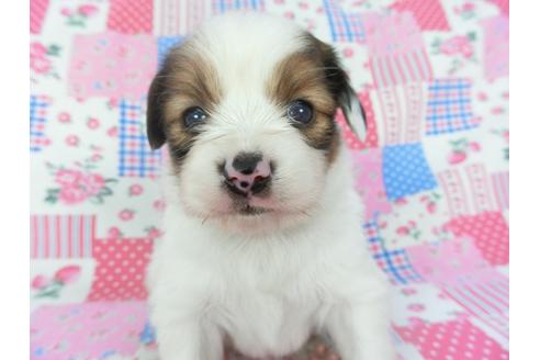 成約済の千葉県のパピヨン-131279の3枚目