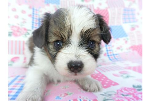 成約済の千葉県のパピヨン-131281