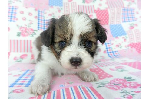 成約済の千葉県のパピヨン-131281の3枚目