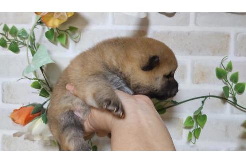 成約済の長崎県の豆柴-131290の2枚目