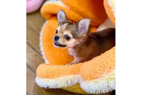 成約済の神奈川県のチワワ(ロングコート)-124433の4枚目