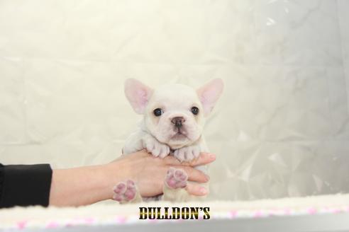 成約済の東京都のフレンチブルドッグ-131317