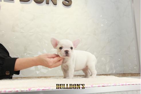 成約済の東京都のフレンチブルドッグ-131317の4枚目