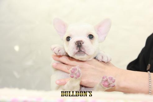 成約済の東京都のフレンチブルドッグ-131317の3枚目