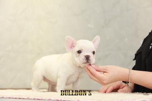 成約済の東京都のフレンチブルドッグ-131317の2枚目