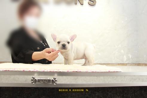 成約済の東京都のフレンチブルドッグ-131319の1枚目