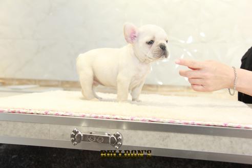 成約済の東京都のフレンチブルドッグ-131319の7枚目