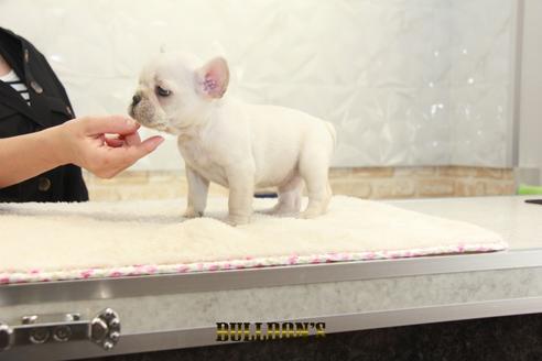 成約済の東京都のフレンチブルドッグ-131319の6枚目