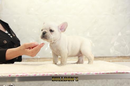 成約済の東京都のフレンチブルドッグ-131319の4枚目