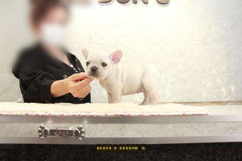 成約済の東京都のフレンチブルドッグ-131319の3枚目