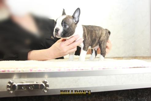 成約済の東京都のボストンテリア-131320の7枚目