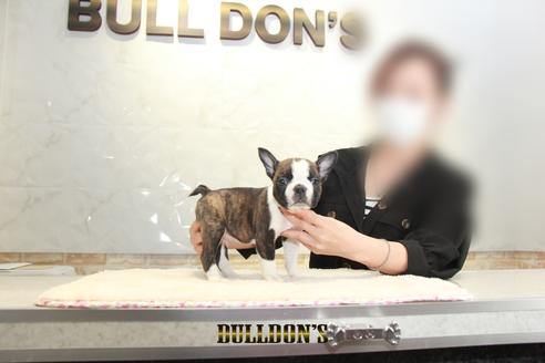 成約済の東京都のボストンテリア-131320の6枚目