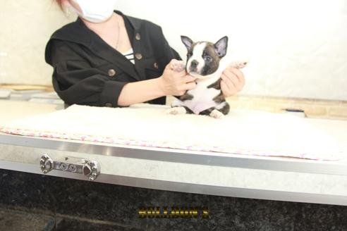 成約済の東京都のボストンテリア-131320の4枚目