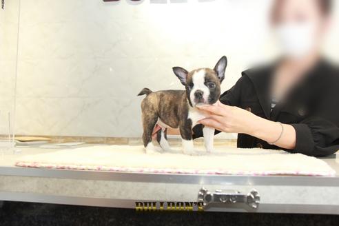 成約済の東京都のボストンテリア-131320の3枚目