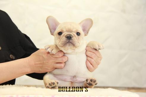 成約済の東京都のフレンチブルドッグ-131321の6枚目