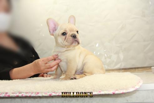 成約済の東京都のフレンチブルドッグ-131321の5枚目