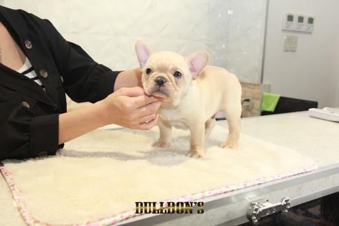 成約済の東京都のフレンチブルドッグ-131321の2枚目