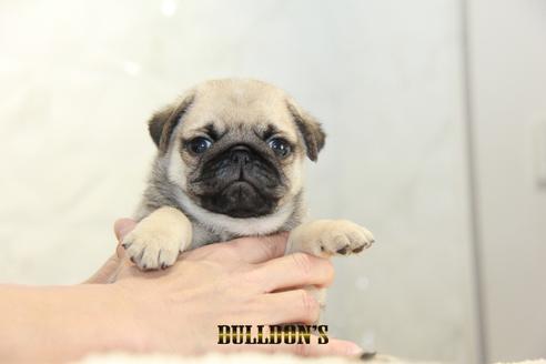 成約済の東京都のパグ-131326の1枚目