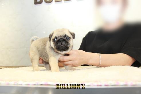 成約済の東京都のパグ-131326の7枚目