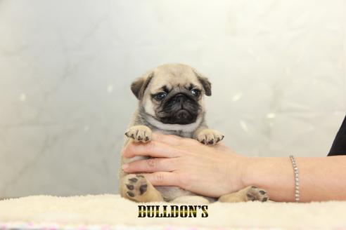 成約済の東京都のパグ-131326の6枚目