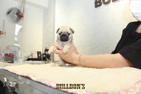 成約済の東京都のパグ-131327の5枚目