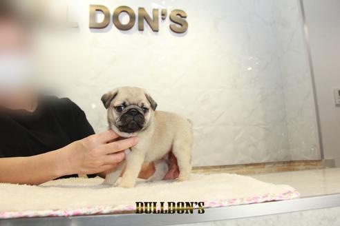 成約済の東京都のパグ-131327の3枚目