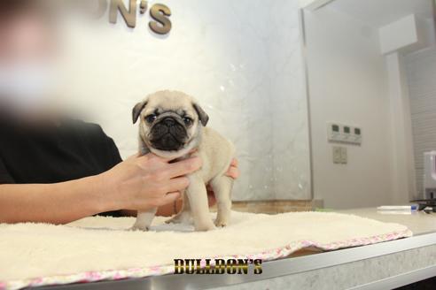 成約済の東京都のパグ-131327の2枚目