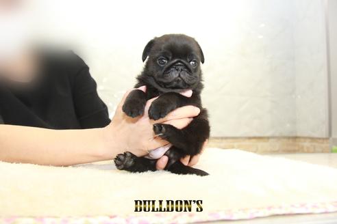 成約済の東京都のパグ-131328の7枚目