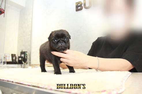 成約済の東京都のパグ-131328の5枚目