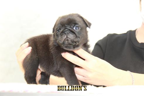 成約済の東京都のパグ-131328の2枚目