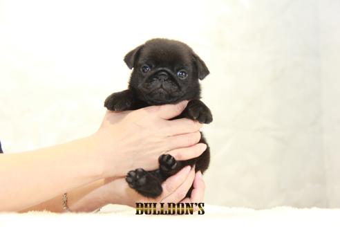 成約済の東京都のパグ-131329の1枚目