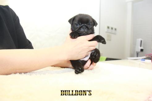 成約済の東京都のパグ-131329の7枚目