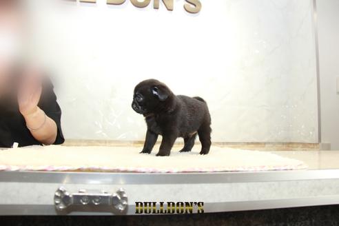 成約済の東京都のパグ-131329の6枚目