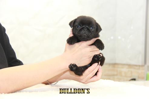 成約済の東京都のパグ-131329の4枚目