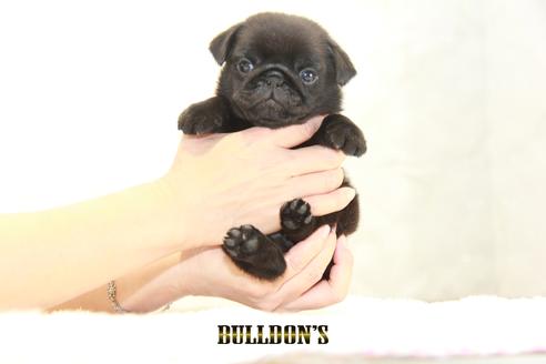 成約済の東京都のパグ-131329の3枚目