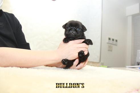 成約済の東京都のパグ-131329の2枚目