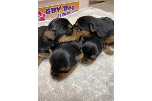 成約済の静岡県のヨークシャーテリア-131350の4枚目